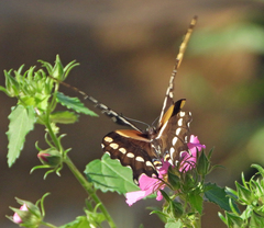 Heraclides cresphontes