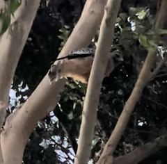 Buteo lineatus elegans