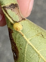 Caryomyia hirtiglobus
