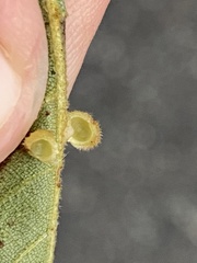 Caryomyia hirtiglobus