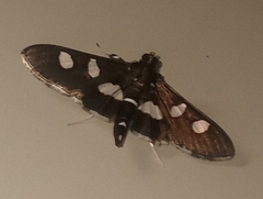 Desmia