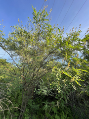Indigofera fruticosa