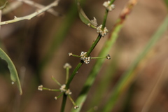 Lomandra multiflora