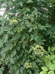 Causonis japonica