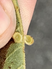 Caryomyia hirtiglobus