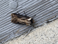Agrotis venerabilis
