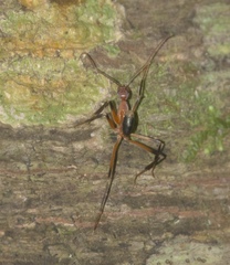 Leptomyrmex cnemidatus