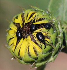 Haplorhynchites aeneus