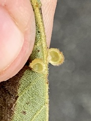 Caryomyia hirtiglobus