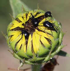 Haplorhynchites aeneus