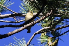 Setophaga castanea
