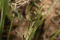 Lomandra multiflora