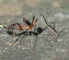 Leptomyrmex cnemidatus