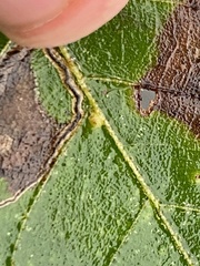 Caryomyia hirtiglobus