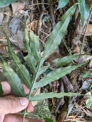 Leptochilus ellipticus