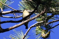 Setophaga castanea