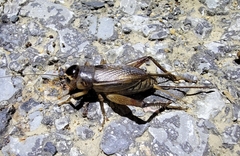 Teleogryllus emma