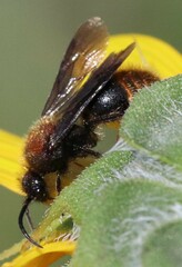 Pseudomethoca propinqua