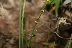 Lomandra multiflora