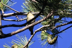 Setophaga castanea