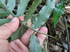 Leptochilus ellipticus