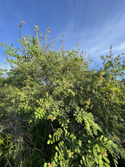 Indigofera fruticosa