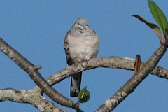 Geopelia placida