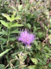 Cirsium discolor