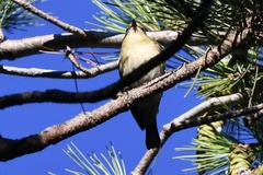 Setophaga castanea