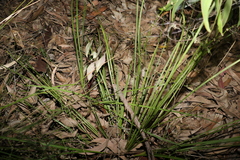 Lomandra multiflora