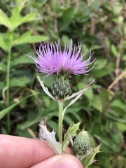 Cirsium discolor
