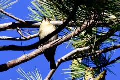 Setophaga castanea