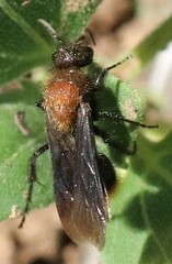 Pseudomethoca propinqua