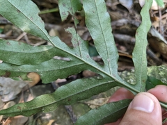Leptochilus ellipticus