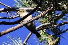 Setophaga castanea