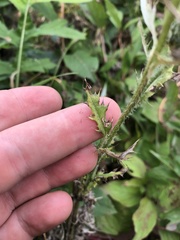 Cirsium discolor