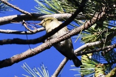 Setophaga castanea