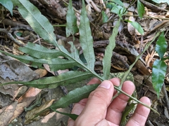 Leptochilus ellipticus