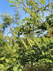 Indigofera fruticosa