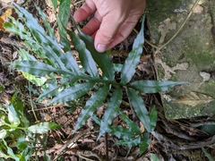 Leptochilus ellipticus