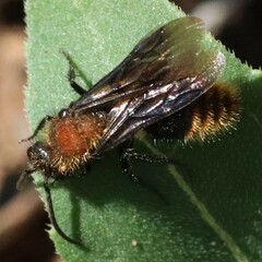 Pseudomethoca propinqua