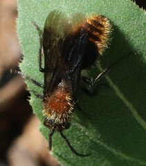 Pseudomethoca propinqua