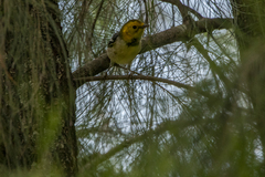 Setophaga occidentalis