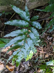 Leptochilus ellipticus