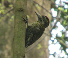 Dryobates spilogaster