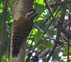 Dryobates spilogaster