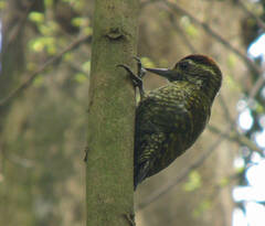 Dryobates spilogaster