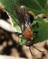 Pseudomethoca propinqua