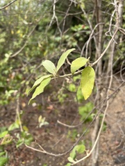 Cordia lutea