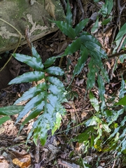 Leptochilus ellipticus